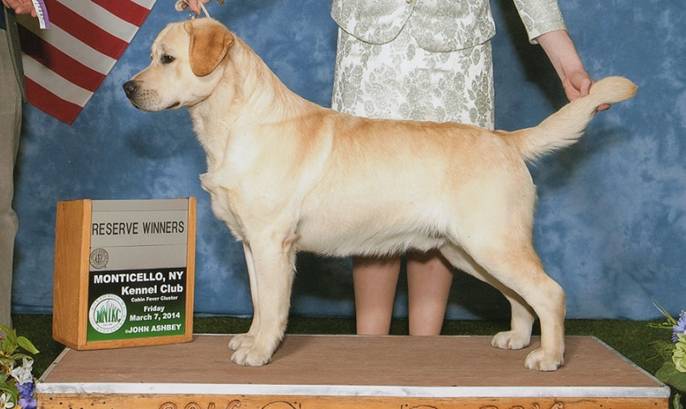 Labrador Retriever