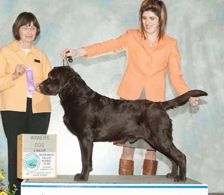 Chocolate Lab Winner