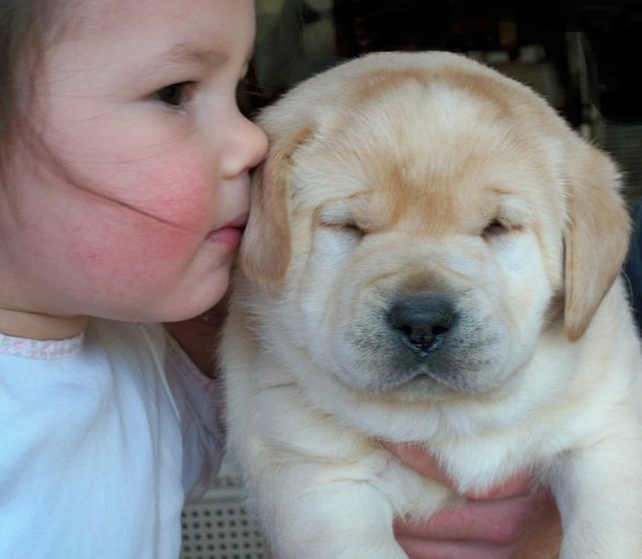 Yellow Lab Puppy