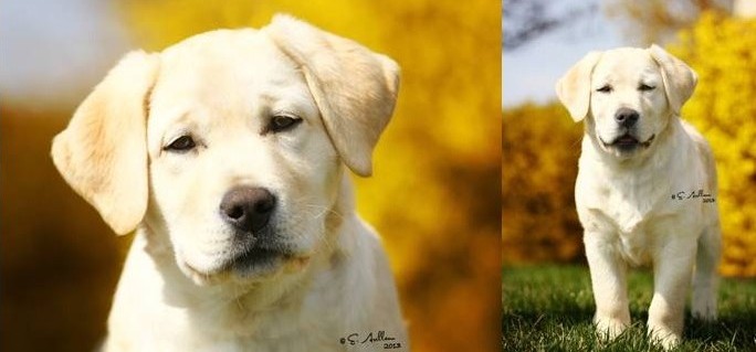 Black Lab