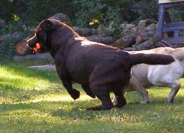 Breed Labradors
